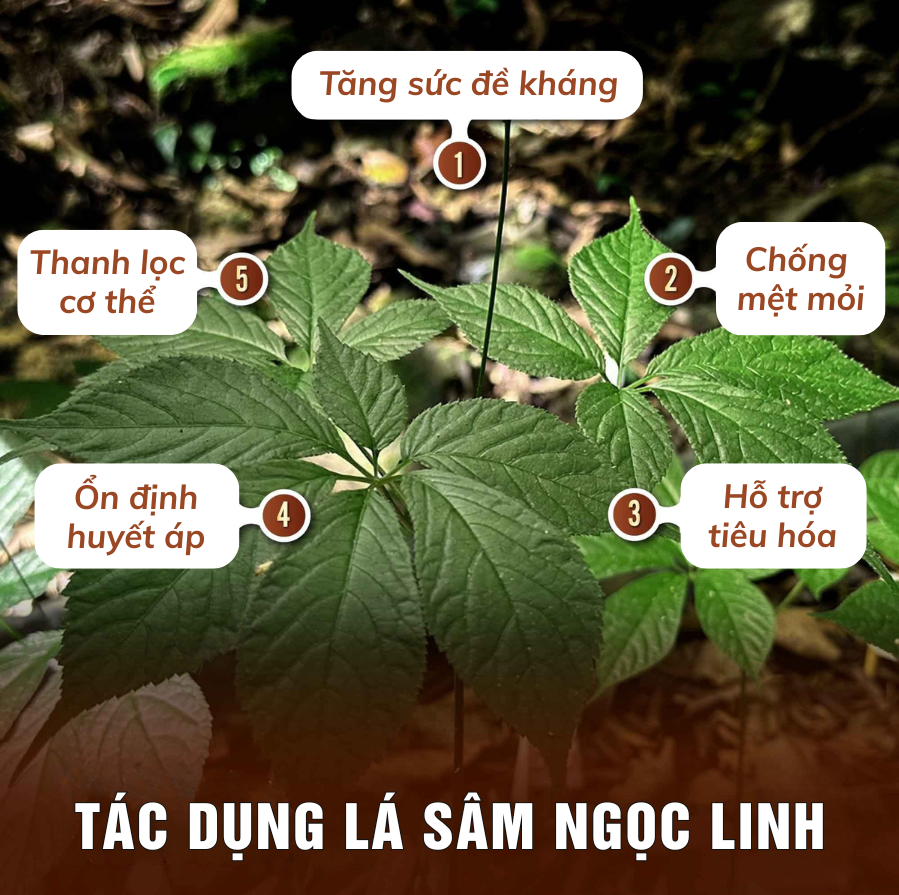 L&aacute; s&acirc;m Ngọc Linh giả: C&aacute;ch nhận biết v&agrave; tr&aacute;nh mua nhầm